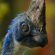 A Corythoraptor, as shown in “Prehistoric Planet."